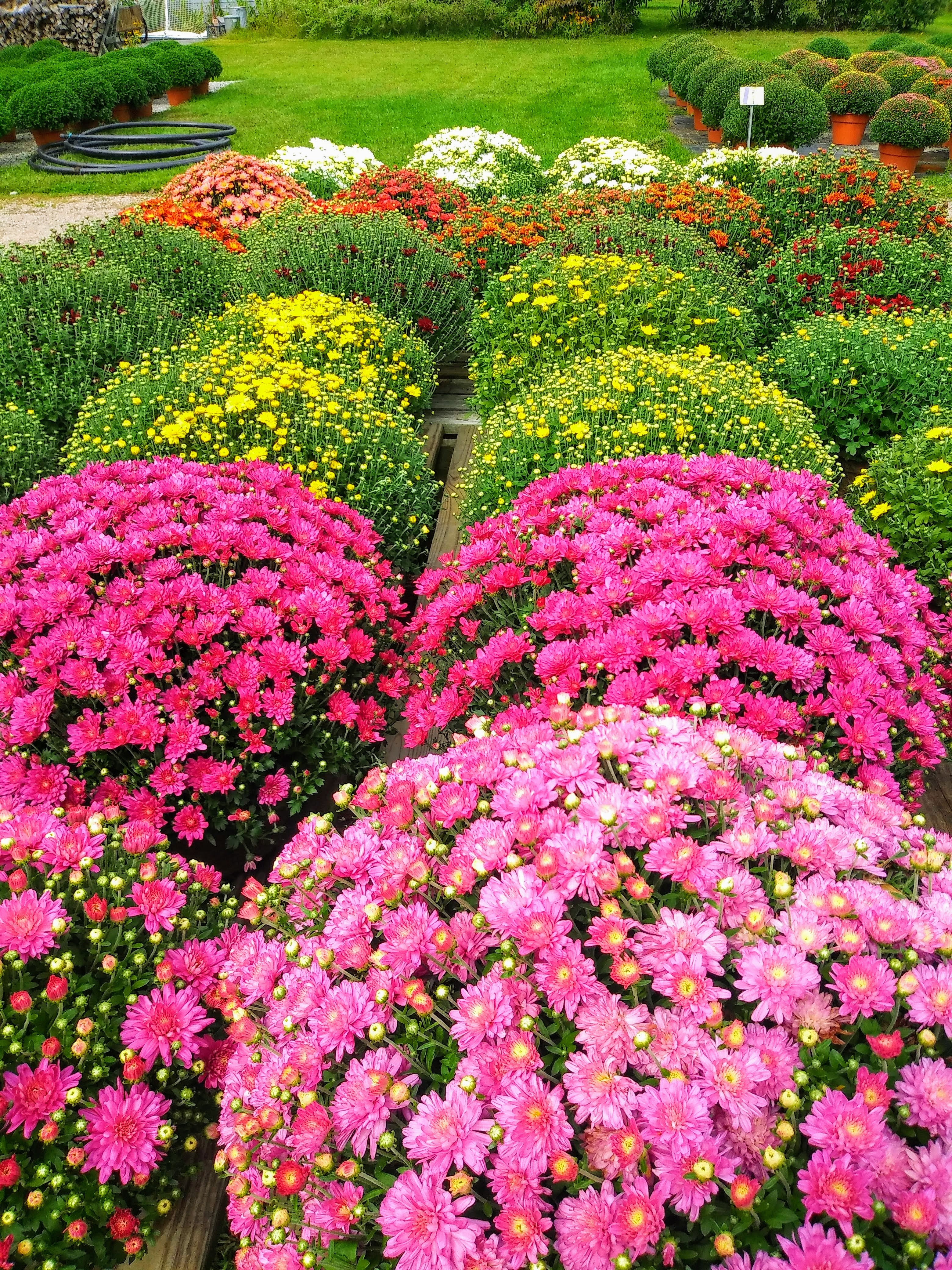 Mums | Stonington Gardens LLC