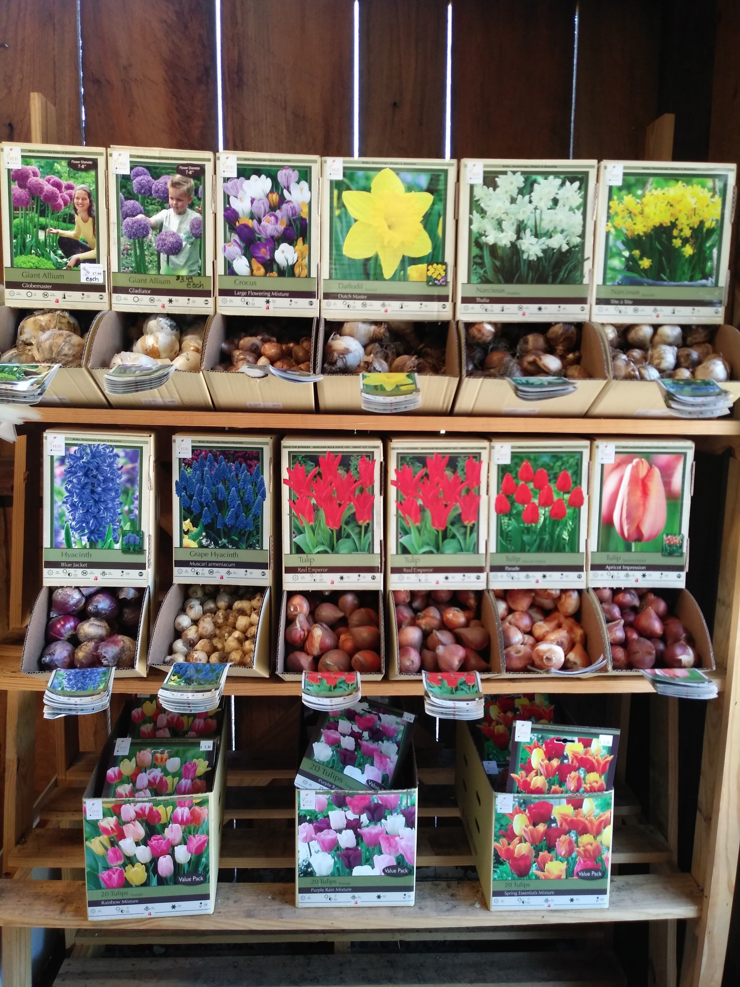 Mums | Stonington Gardens LLC