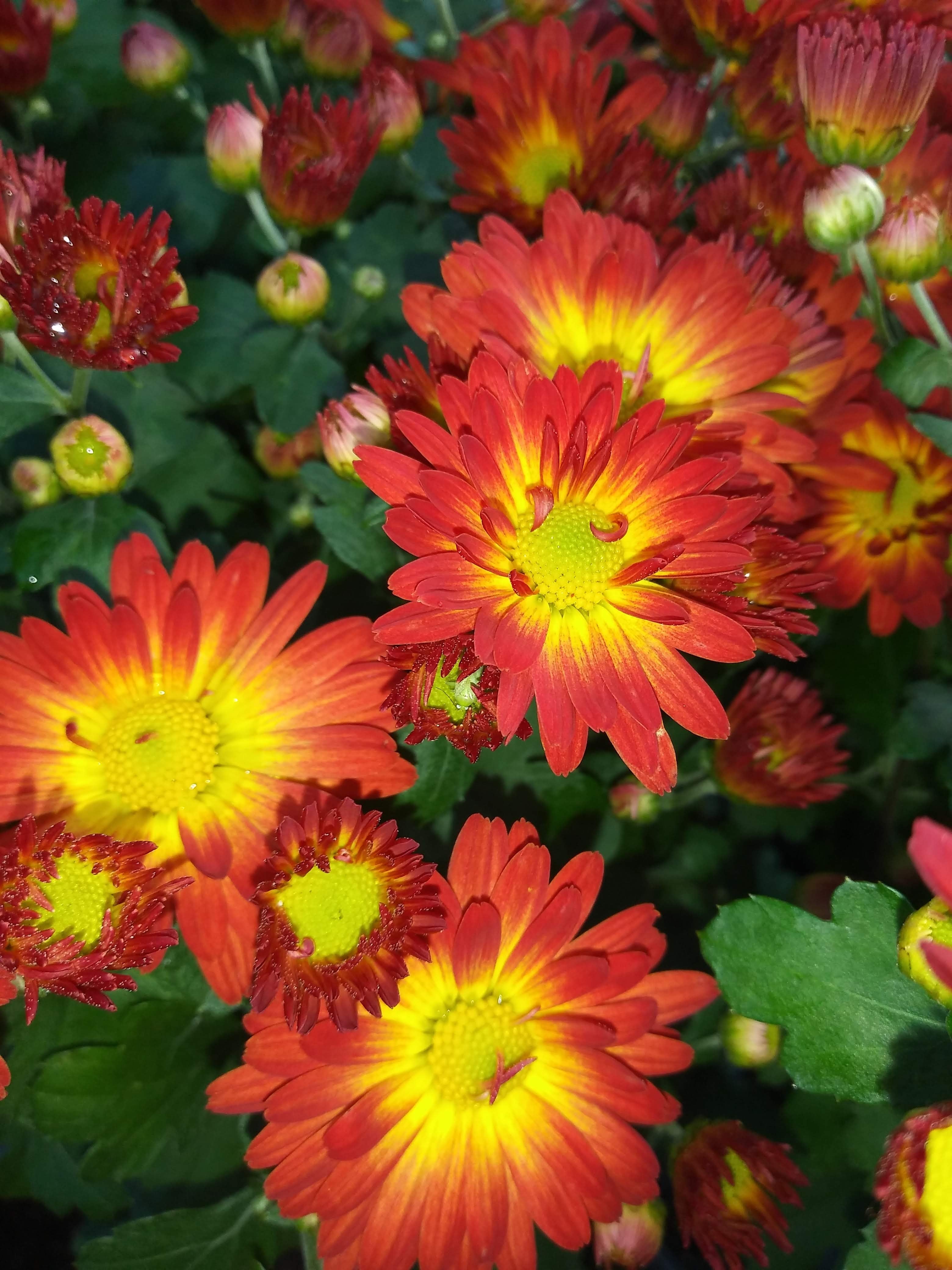 Mums | Stonington Gardens LLC