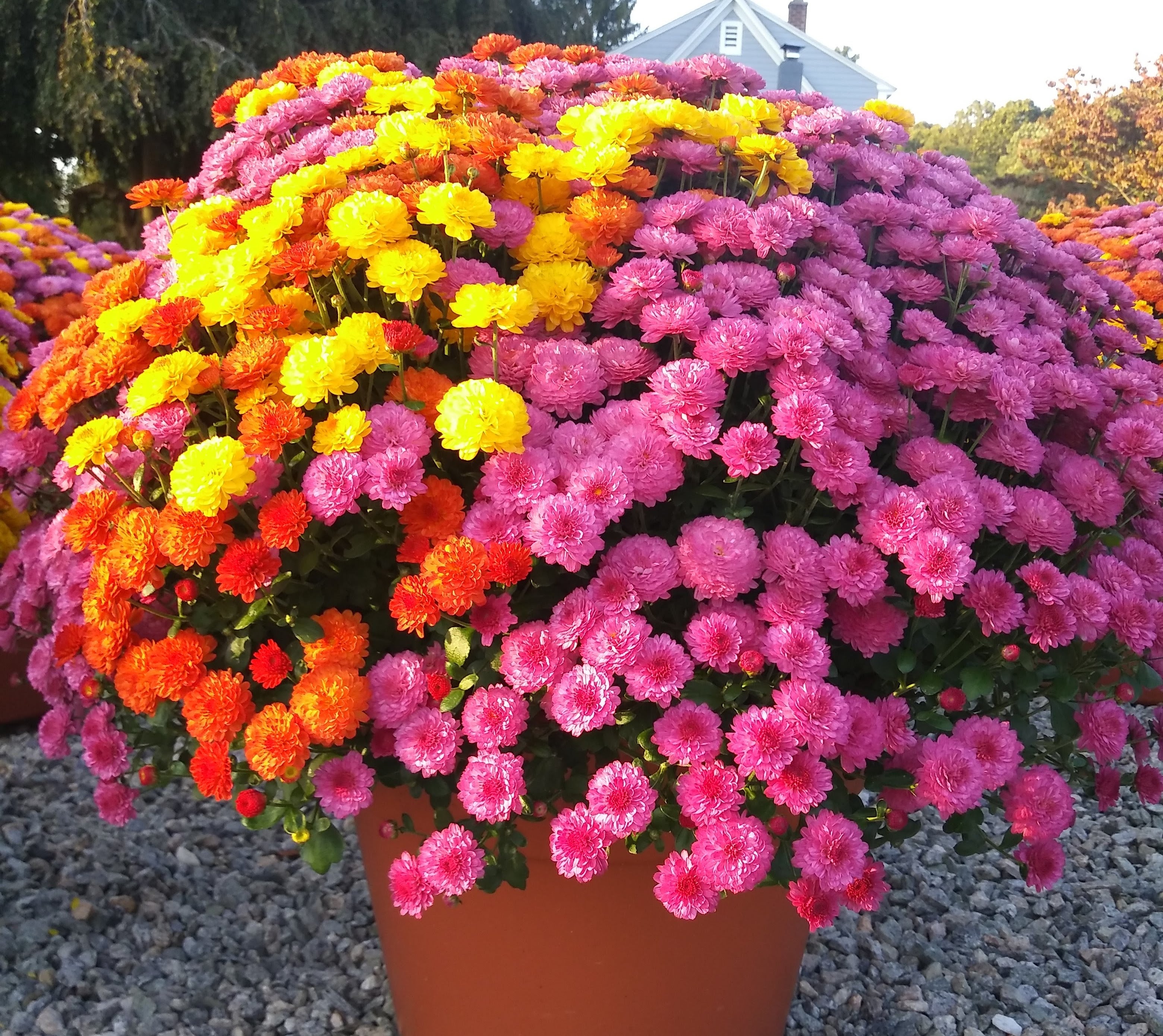 Mums | Stonington Gardens LLC