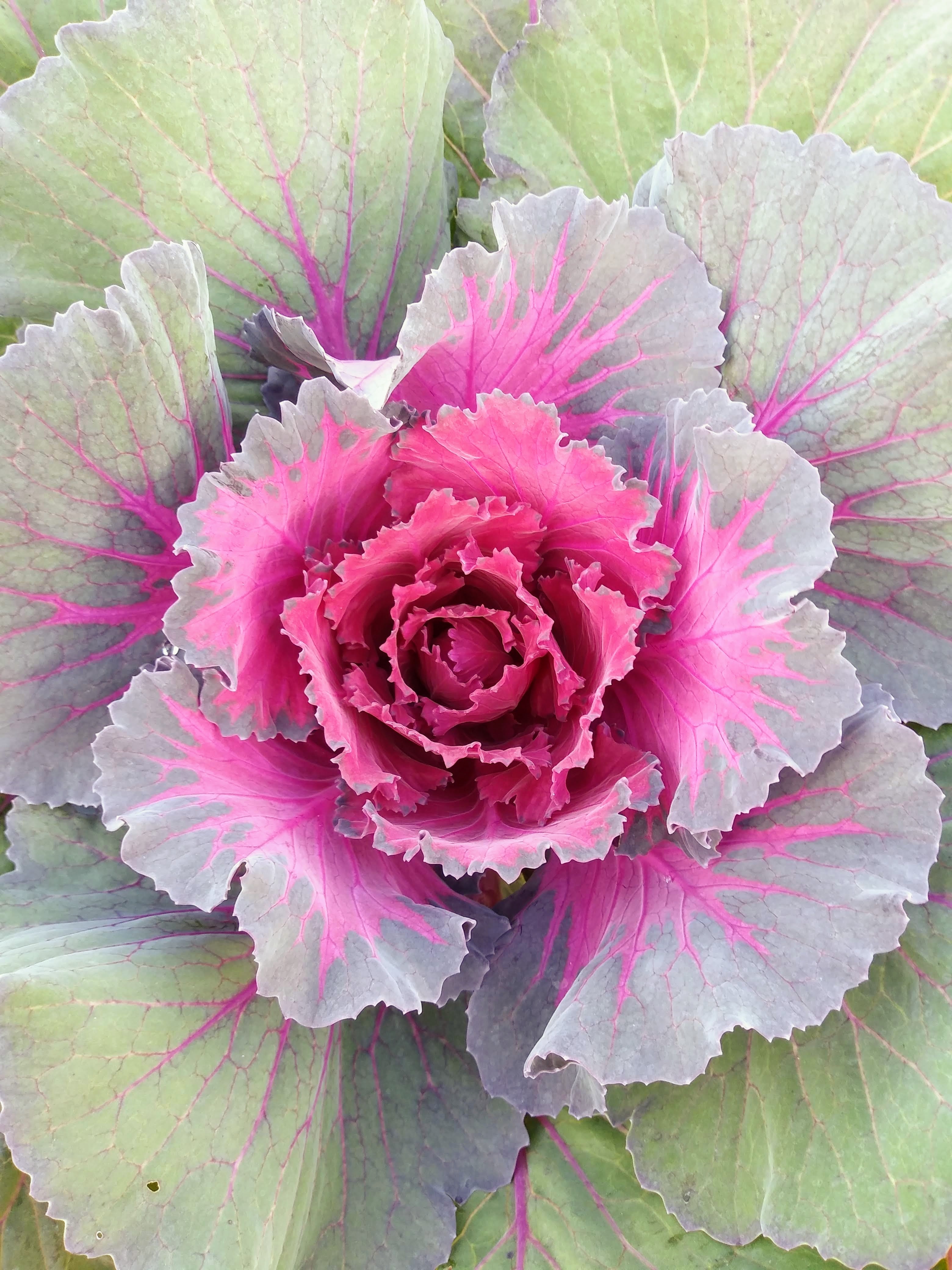 Mums | Stonington Gardens LLC
