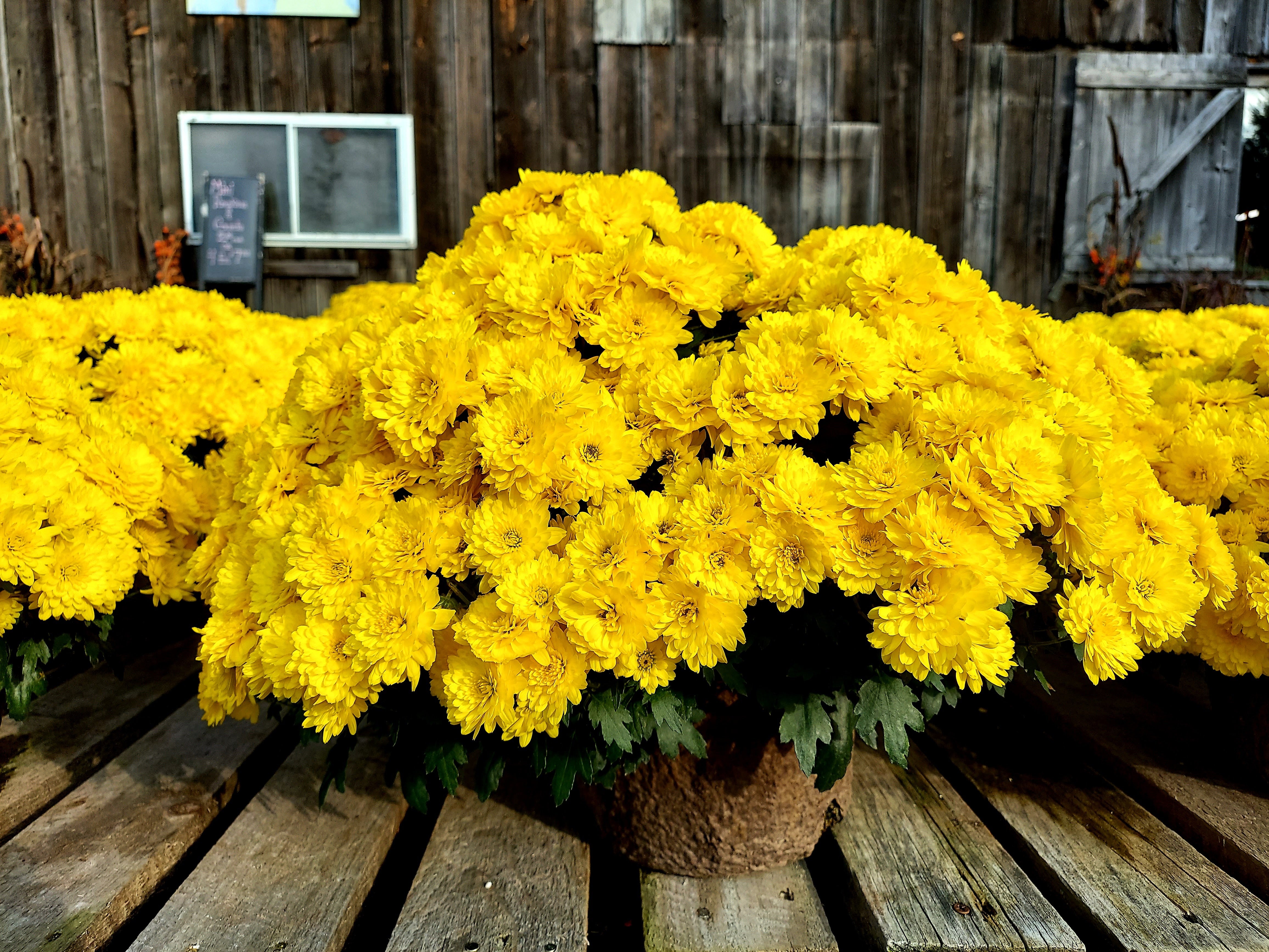 Mums | Stonington Gardens LLC