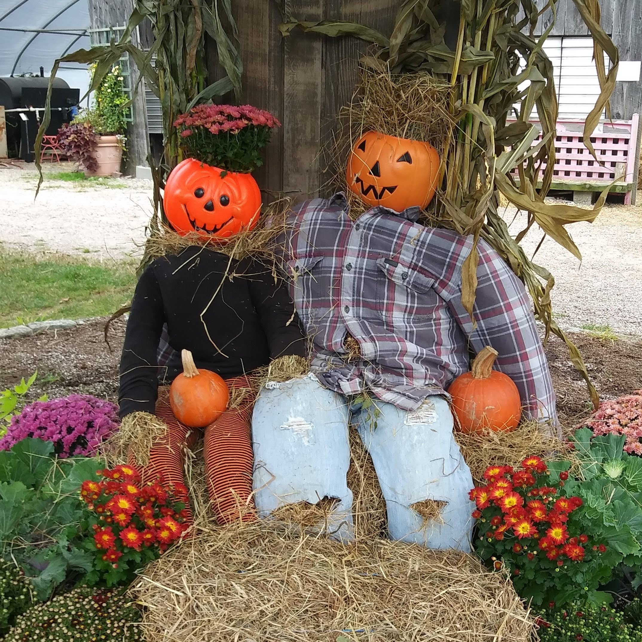 m.gardenです。 Mums | Stonington Gardens LLC